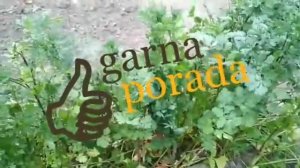 Кинза, на мой взгляд, хороший сидерат на осень, весну и лето