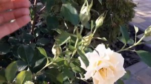 Желтая  роза  сорта" Голден Моника ". "Golden Monika"  rose .