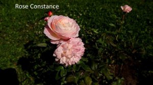 Английские розы - замечательного здоровья и интенсивного аромата, запоминающегося облика!