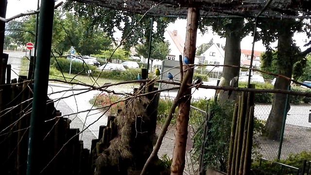 Попугаи в зоопарке ( Zoo Aschersleben ) на уличной вольеры №2 смотреть онлайн
