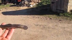 Рыбалка.Вьюн