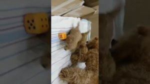 Щенки Элит Гранд Монте Зейды