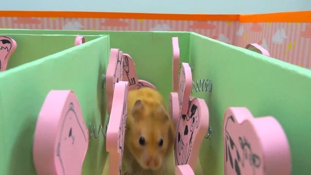 Приключения Хомяка инопланетянина в Радужной Пирамиде лабиринте ? Хомура Хам Питомцы
