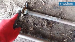 Штырь для привязи быков и коровы.