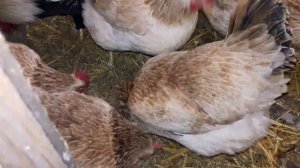 Полноценные экземпляры кур Загорские лососевые