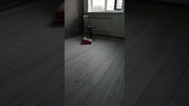 Кот взбесился и бегает на дыбах ?? смотреть онлайн