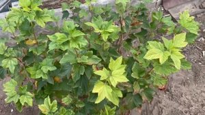 Срочная обрезка смородины в сентябре. Сделайте так получить обильное плодоношение в будущем году