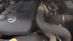 Двигатель на NISSAN NAVARA или PATHFINDER YD25-DDTI на 174 л.с., Контрактный из Англии