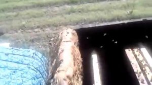 Семья стартер- воспитательница .