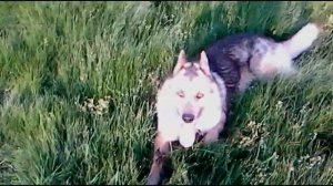 Вот какой получится собака если Овчарку скрестить с Хаски!!!