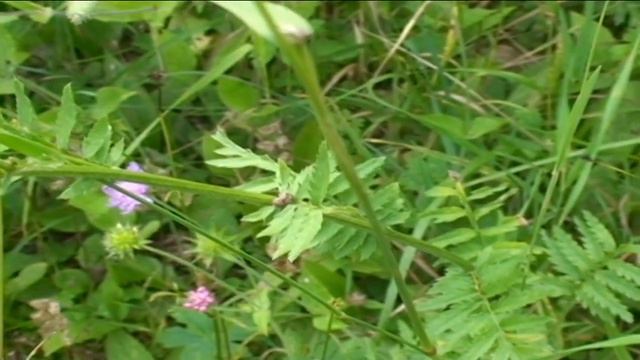 Tanacetum corymbosum @ Fiori e piante della montagna bellunese 01.06.2015 смотреть онлайн
