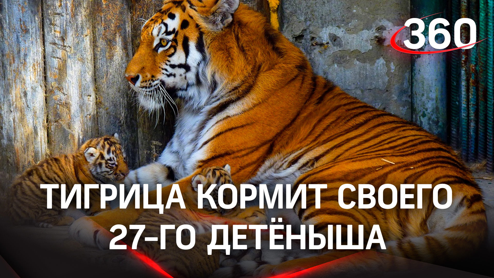 Тигрица кормит своего 27-го детёныша. Трогательные кадры из зоопарка Барнаула