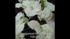 CEK HARGA TERBARU TANAMAN HIAS SYNGONIUM|HARGA TANAMAN SYNGONIUM PALING BARU JANUARI TAHUN 2022