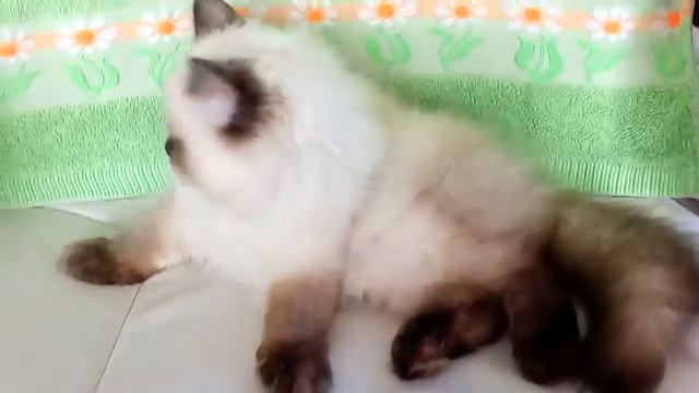 Маркиз 4мес смотреть онлайн