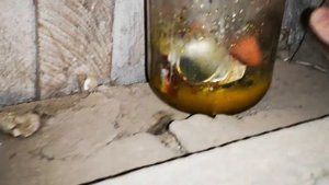 Йод однохлористый - обработка курятника