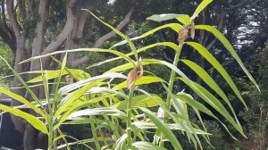 Thunia marshalliana alba my Christmas Orchid