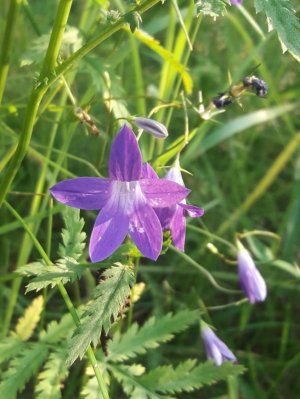 94. Колокольчик раскидистый - Campanula patula