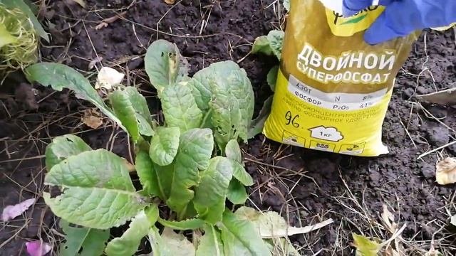 ОБЯЗАТЕЛЬНО ВНЕСИТЕ ЭТО УДОБРЕНИЕ. ПРИМУЛА В АВГУСТЕ.НЕОБХОДИМАЯ ПОДКОРМКА И МУЛЬЧИРОВАНИЕ.