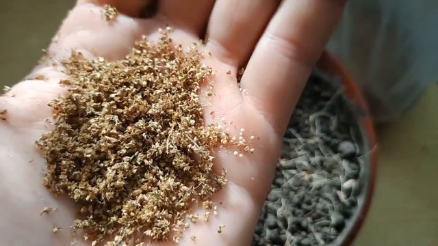 Проверяю всхожесть амаранта