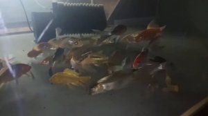 Вуалевые карпы кои 10 см