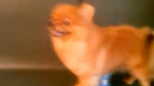 Цвергшпиц. 8 мес. Первый груминг