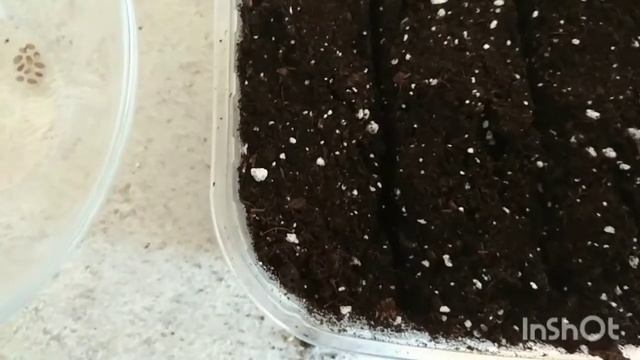 Посев многолетников. Розмарин. Лаванда. Монарда. Наперстянка. смотреть онлайн