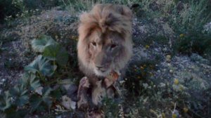 Лев Олежка осваивает Савану ! Вечернее Сафари !Тайган