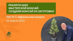 Обрезка ели коника