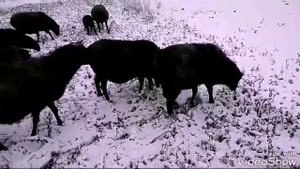 Романовские овцы. Пять плюсов зимнего выпаса.