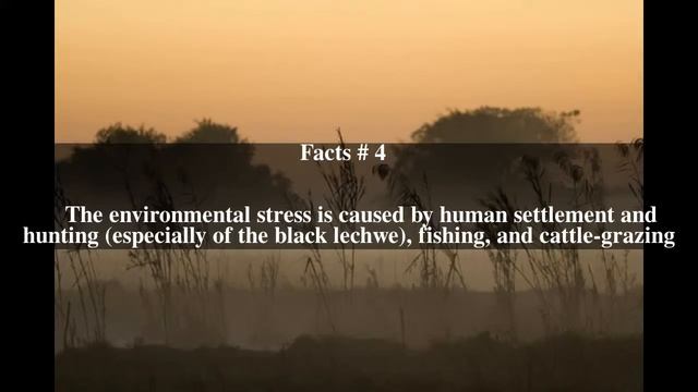 Bangweulu Wetlands ecosystem Top # 7 Facts смотреть онлайн