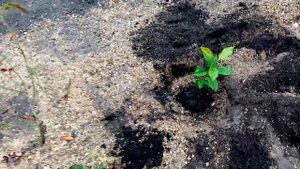 Пересаживаю Яблоню Выращенную из КОСТОЧКИ на Постоянное МЕСТО. Яблоня №2.  12 сентября 2020г.