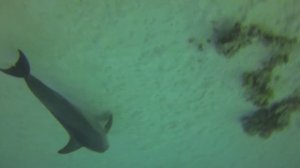 Фридайвинг на красном море! Red sea freediving!