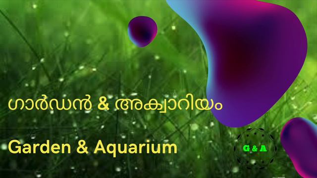 #Molly_fish , അറിയേണ്ട 15 കാര്യങ്ങൾ || all about molly_fish #fish #aquarium #malayalam смотреть онлайн