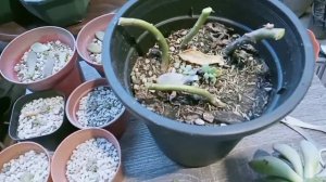 SUCCULENT PROPAGATION || MAGPARAMI TAYO || #28