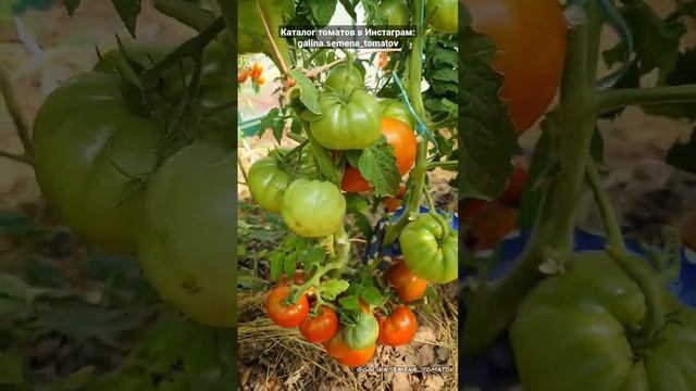 ТОМАТ - ГНОМ "КОРОЛЬ АРАМИС" ( Dwarf King Aramis )???