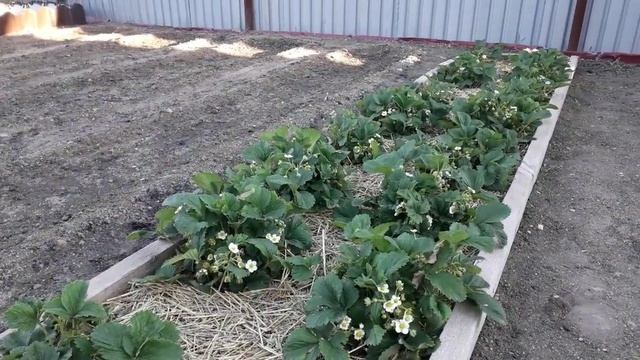 Клубника завалит ягодами! Подкормки во время цветения