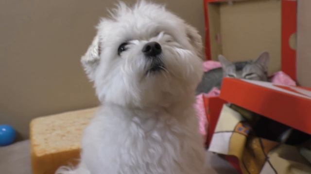 72 ЧАСА В КАРТОННОМ ДОМЕ С ЖИВОТНЫМИ | ИГРОВАЯ ДЛЯ КОТОВ смотреть онлайн