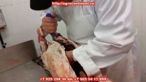 Ленточная пила для туш свиней и КРС