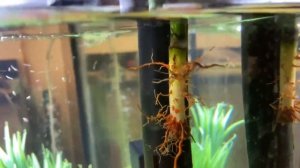 Adding Lucky Bamboo In Aquarium ( Dracaena Sanderiana ) - A1A Adventures