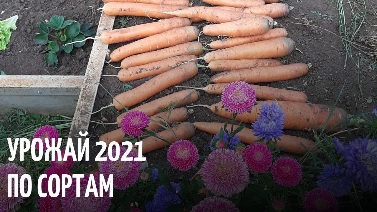Урожай моркови по сортам. 2021 год.