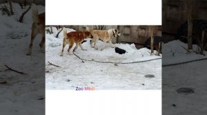 Приобрёл огромную суку...Кавказский Волкодав...