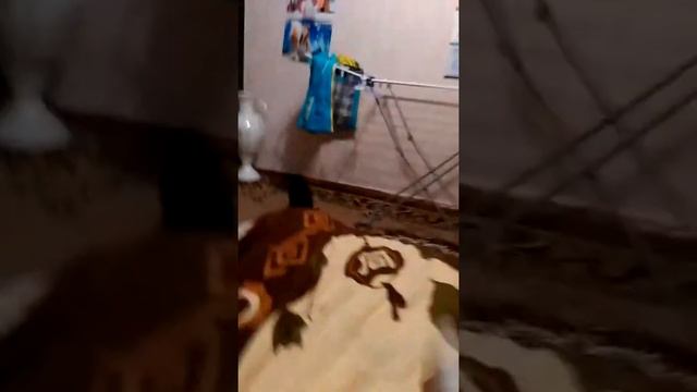 Кошка лучше чем собака в сто раз. смотреть онлайн