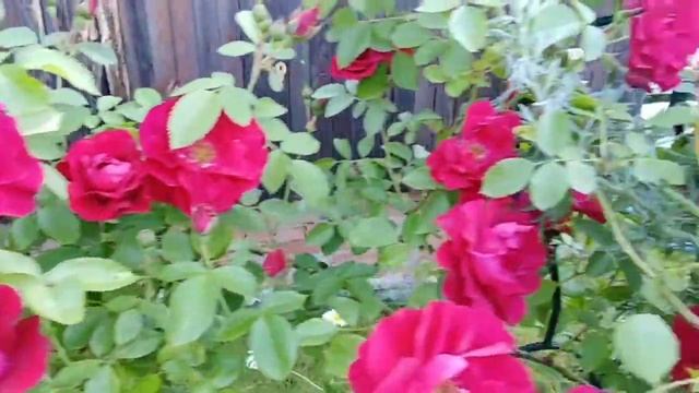 Плетистая роза .Фламентанц. Цветение. Обзор. смотреть онлайн