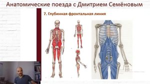 Анатомические поезда. Часть 5