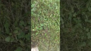 Отравление пчёл в Ирбитском районе Свердловской области