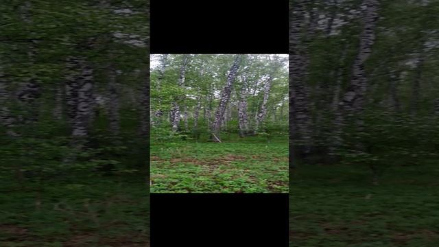 Вечерний лес