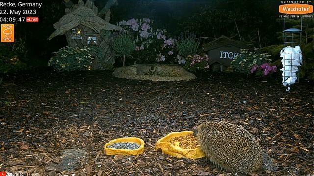 У ежиков появился конкурент кошка #Германия смотреть онлайн