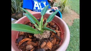 How to Plant Philodendron Martianum “ Fat Boy” Aroid / Easy Care  for Philodendron Fat Boy