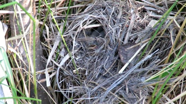 Птенцы в гнезде, Пеночка-теньковка, Chiffchaff