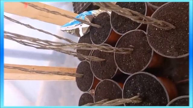 Гибискус древовидный штамб косичкой Триколор